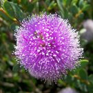 Swamp Honey Myrtle (Melaleuca Squamea - 200+ Seeds >Native