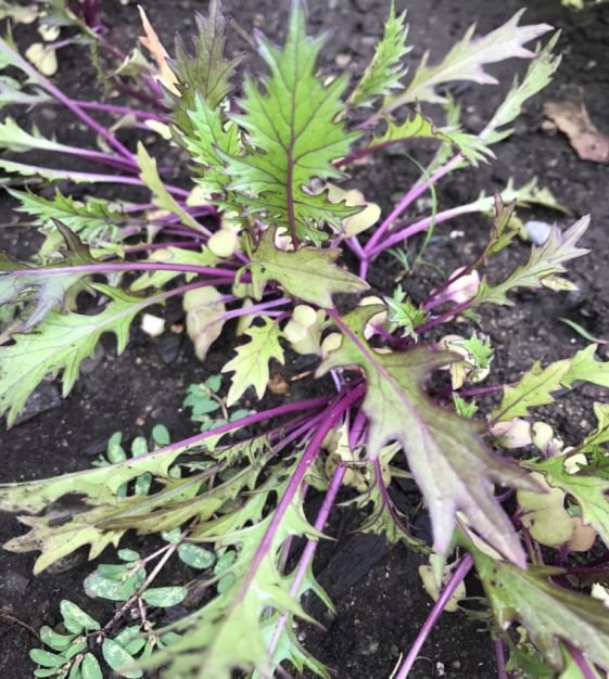 Mizuna (Dark Purple) - 100 Seeds - Fresh SEEDS