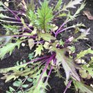 Mizuna (Dark Purple) - 100 Seeds - Fresh SEEDS
