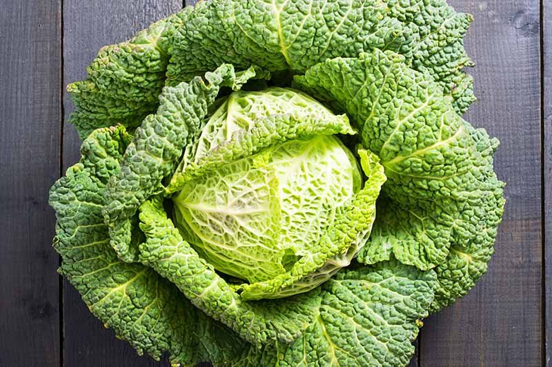 Savoy Cabbage (Winter King B. Oleracea) - 70 Seeds