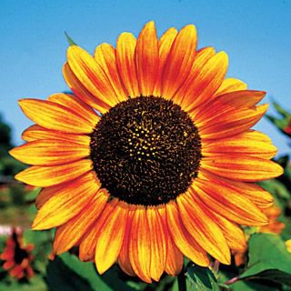 Sunflowers (Happy Face Orange) - 15 Seeds - easy to grow > great for kids
