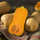 Honey Nut Nectar Pumpkin - 10 Seeds >Organic > Heirloom > Unique >Butternut