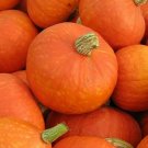 Dickinson (Pie) Pumpkin - 10 Seeds >Organic > Heirloom > Huge > Great for Pies
