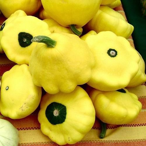SQUASH Golden Scallopini - 8 Seeds >HEIRLOOM >Organic >BUSH Growing >Dwarf