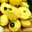 SQUASH Golden Scallopini - 8 Seeds >HEIRLOOM >Organic >BUSH Growing >Dwarf