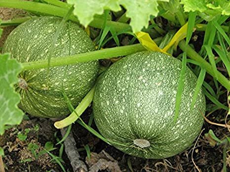ZUCCHINI Ronde De Nice - 10 Seeds >HEIRLOOM >Organic >BUSH Growing >Garden