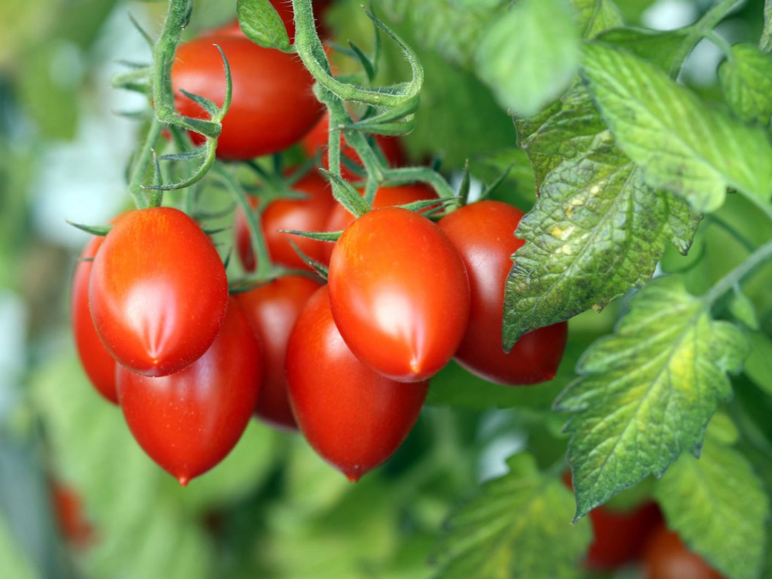 Cherry Romas - 25 seeds - Fresh Seeds