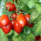 Cherry Romas - 25 seeds - Fresh Seeds