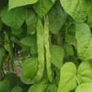 BEAN Red Kidney bush - 20 seeds - Fresh Seeds