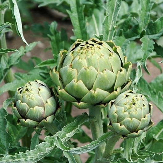 ARTICHOKE Green Globe - 15 seeds - Heirloom vegetable garden open pollinated