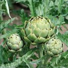 ARTICHOKE Green Globe - 15 seeds - Heirloom vegetable garden open pollinated