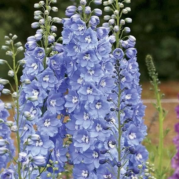 DELPHINIUM (Pacific Giants Summer Skies) 20 seeds flower garden cold climate