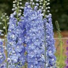 DELPHINIUM (Pacific Giants Summer Skies) 20 seeds flower garden cold climate