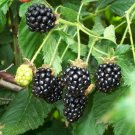 Blackberry Wild Organic Seeds - 30 Seeds - Fresh Seeds