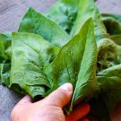 Baby Spinach (F1 Hybrid ) - 100 seeds - Fresh Seeds