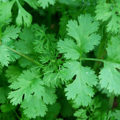Coriander -Calypso slow bolt - 100 seeds - Fresh Seeds