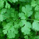 Coriander -Calypso slow bolt - 100 seeds - Fresh Seeds