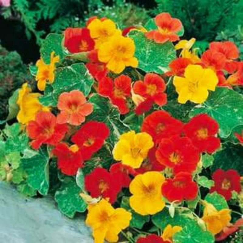 Nasturtium Alaska - 25 Seeds - Fresh Seeds