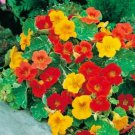Nasturtium Alaska - 25 Seeds - Fresh Seeds