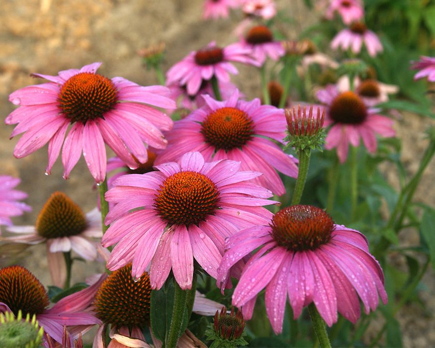Echinacea (Prairie Splendor Deep Rose) - 15 Seeds -  Fresh Seeds