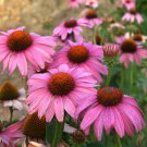 Echinacea (Prairie Splendor Deep Rose) - 15 Seeds -  Fresh Seeds
