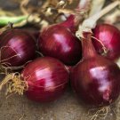 Red Onion (odourless) - 200 Seeds - Fresh Seeds