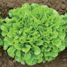 Lettuce (green Oak) seeds - 100 seeds - Fresh Seeds