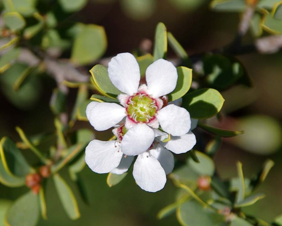 Leptospermum laevigatum -Australian (Coast) Teatree 30 Seeds