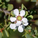 Leptospermum laevigatum -Australian (Coast) Teatree 30 Seeds