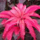 Amaranthus Tricolor Early Splendor (joseph's coat) - 200 Seeds