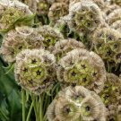 Scabiosa Stellata "drumstick" - 25 Seeds - > Paper Moons > Pin Cushion