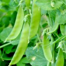 Snow peas (Mammoth Melting) - 20 Seeds - Fresh Seeds