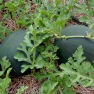 WATERMELON “SUGAR BABY" - 12 SEEDS - Fresh Seeds