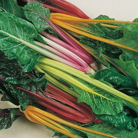 Silverbeet (Rainbow Chard) - 50 seeds - Vegetable Garden Colour!! Stem Colours!!