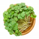 Buckwheat - 300 Seeds > Sprouting > Microgreens > Salads