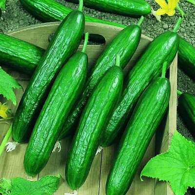 Lebanese Cucumber - 25 Seeds - Fresh Seeds