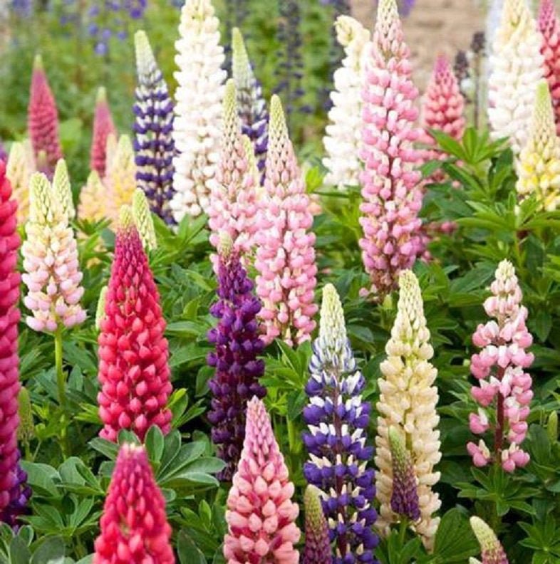 Pink Russel Lupin 25 Seeds