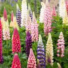 Pink Russel Lupin 25 Seeds