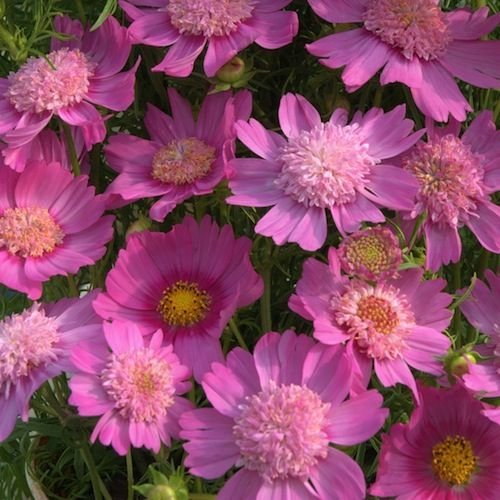 Cosmos (Bicolour Pink) - 15 Seeds - >Cottage Garden >Easy to Grow >Attract Bees!
