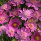 Cosmos (Bicolour Pink) - 15 Seeds - >Cottage Garden >Easy to Grow >Attract Bees!
