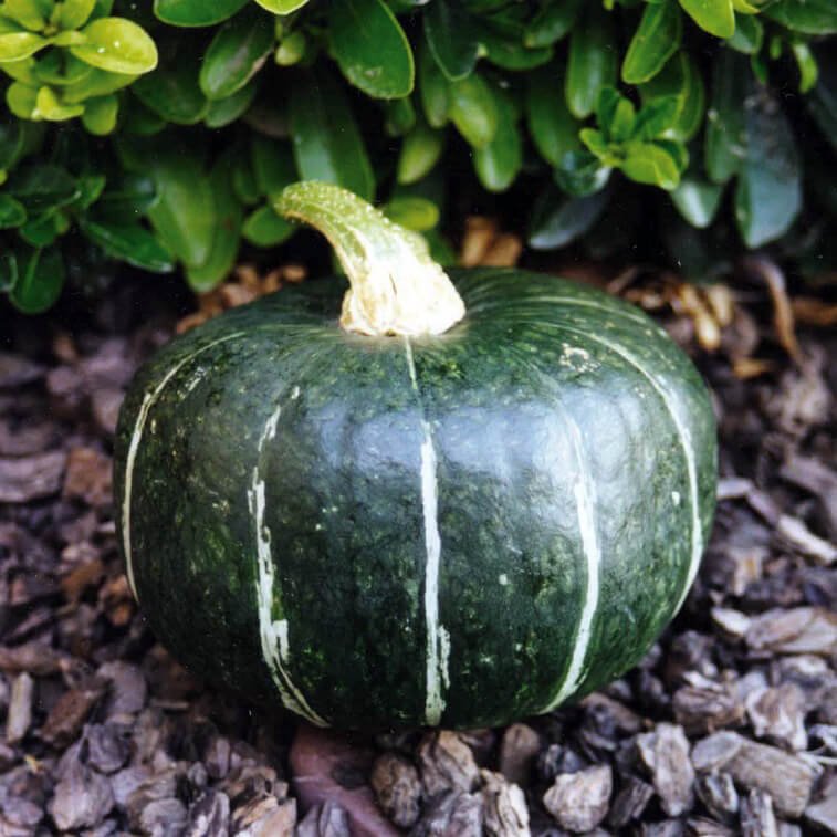 Buttercup Pumpkin - 8 Seeds > Organic >Heirloom >Garden > Smaller Size