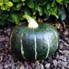 Buttercup Pumpkin - 8 Seeds > Organic >Heirloom >Garden > Smaller Size