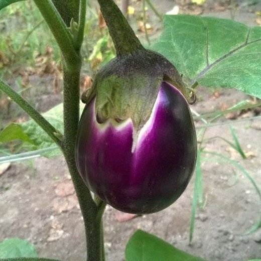 Eggplant (Violetta di firenze) - 8 Seeds > Organic >Heirloom >Garden > Purple