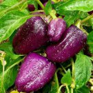 Capsicum 'PURPLE BEAUTY' 10 Seeds HEIRLOOM spring vegetable garden SWEET pepper