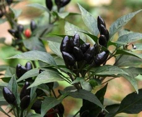 CHILLI (Pot Black) -10 Seeds >Vegetable >Garden >SPRING >SUMMER