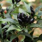 CHILLI (Pot Black) -10 Seeds >Vegetable >Garden >SPRING >SUMMER