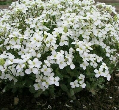 Arabis Caucasica (Snowcap ) - 200 Seeds > Rock Cress > Rockery Ground Cover