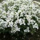Arabis Caucasica (Snowcap ) - 200 Seeds > Rock Cress > Rockery Ground Cover
