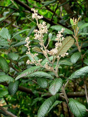 Pomaderris apetala - Native Pearwood - 30 seeds - Fresh Seeds