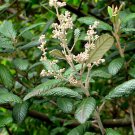 Pomaderris apetala - Native Pearwood - 30 seeds - Fresh Seeds